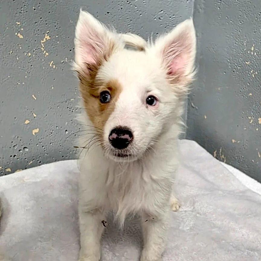Echo Adoption pending, Adoptable, Puppy Male Shetland Sheepdog / Sheltie.
