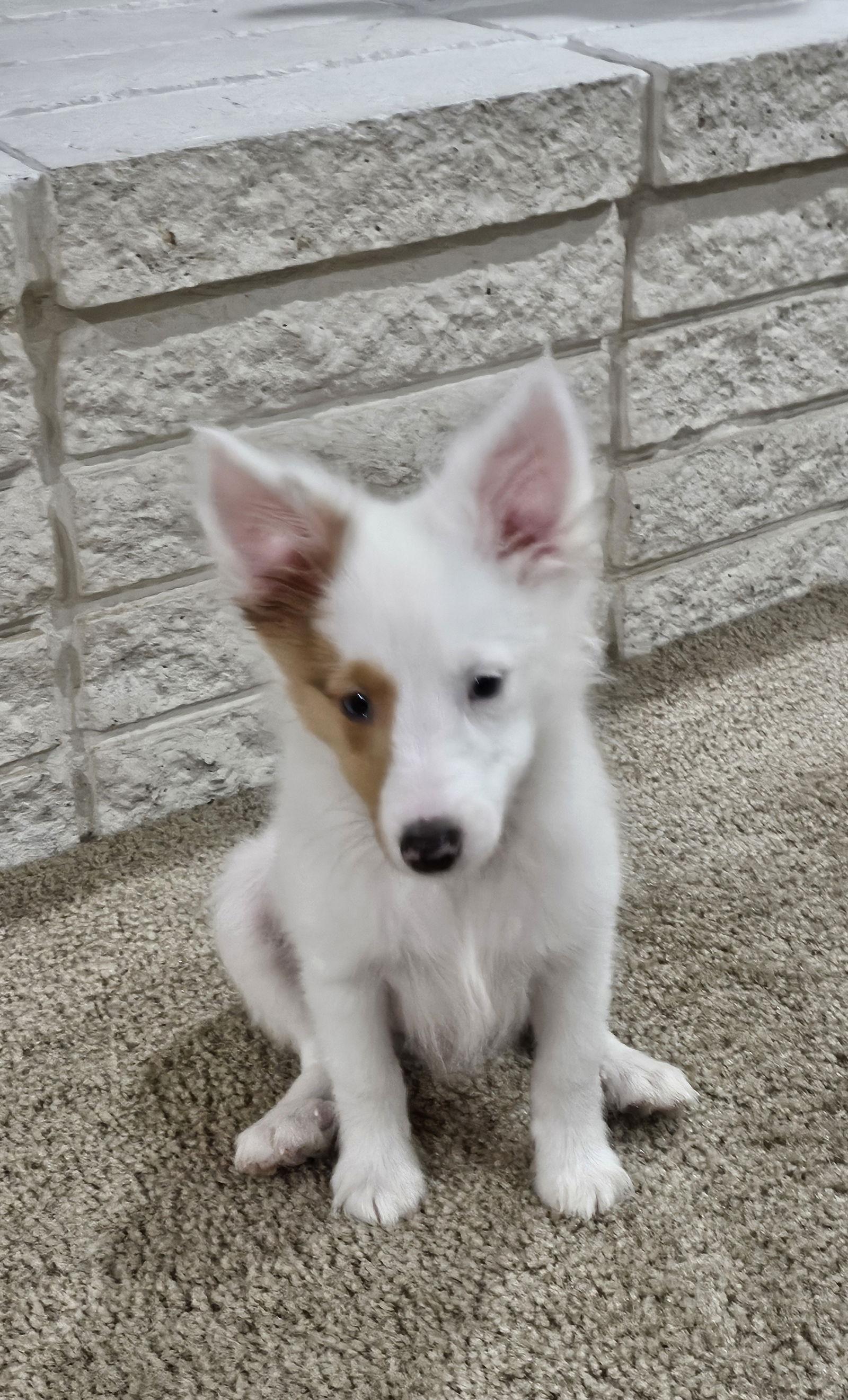 Enlarge Echo Adoption pending, a Adoptable Shetland Sheepdog / Sheltie in Dublin, OH image 2/3