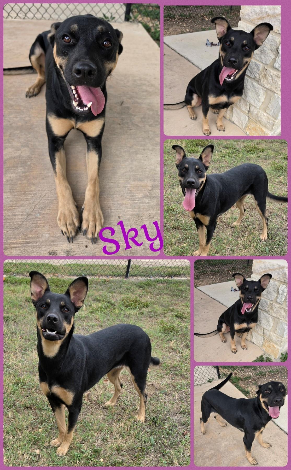 Sky, Adoptable, Adult Female Shepherd.