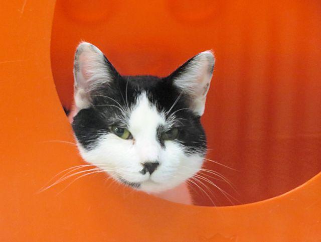 Enlarge A472190, a Adoptable Domestic Short Hair in Oklahoma City, OK image 1/1