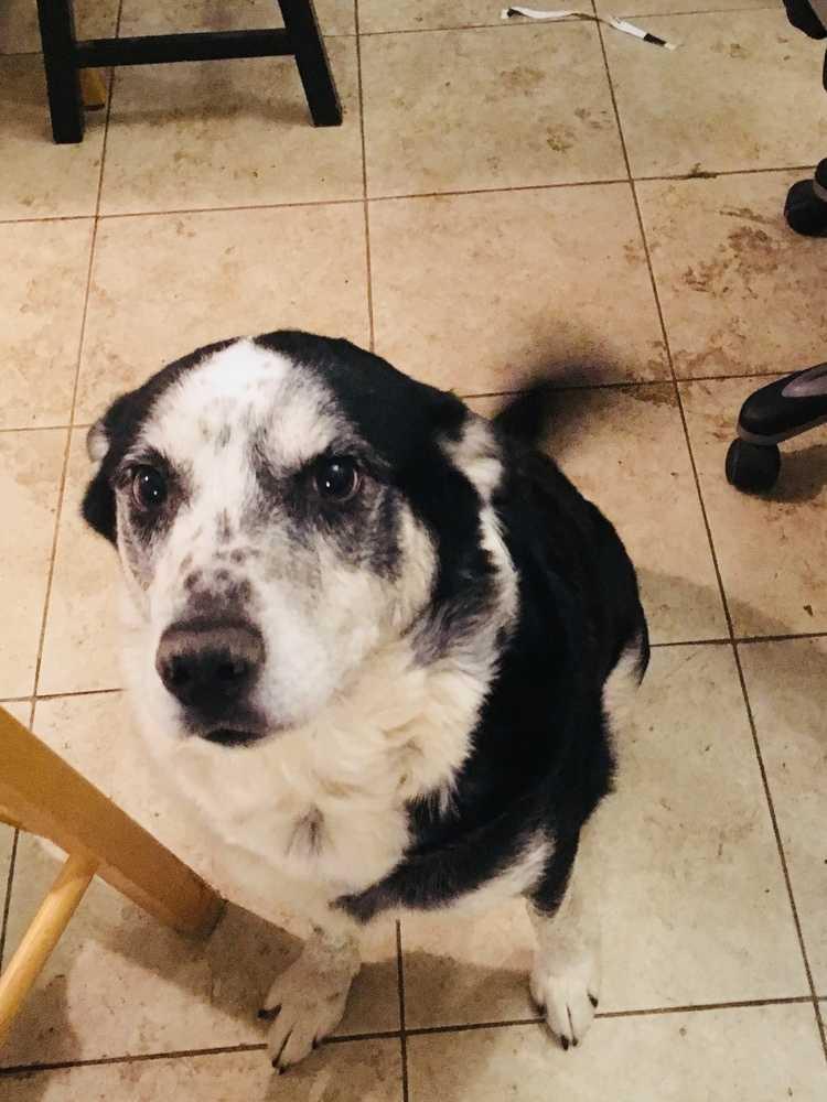 Enlarge Hank, a Adopted mixed breed in Oklahoma City, OK image 2/2