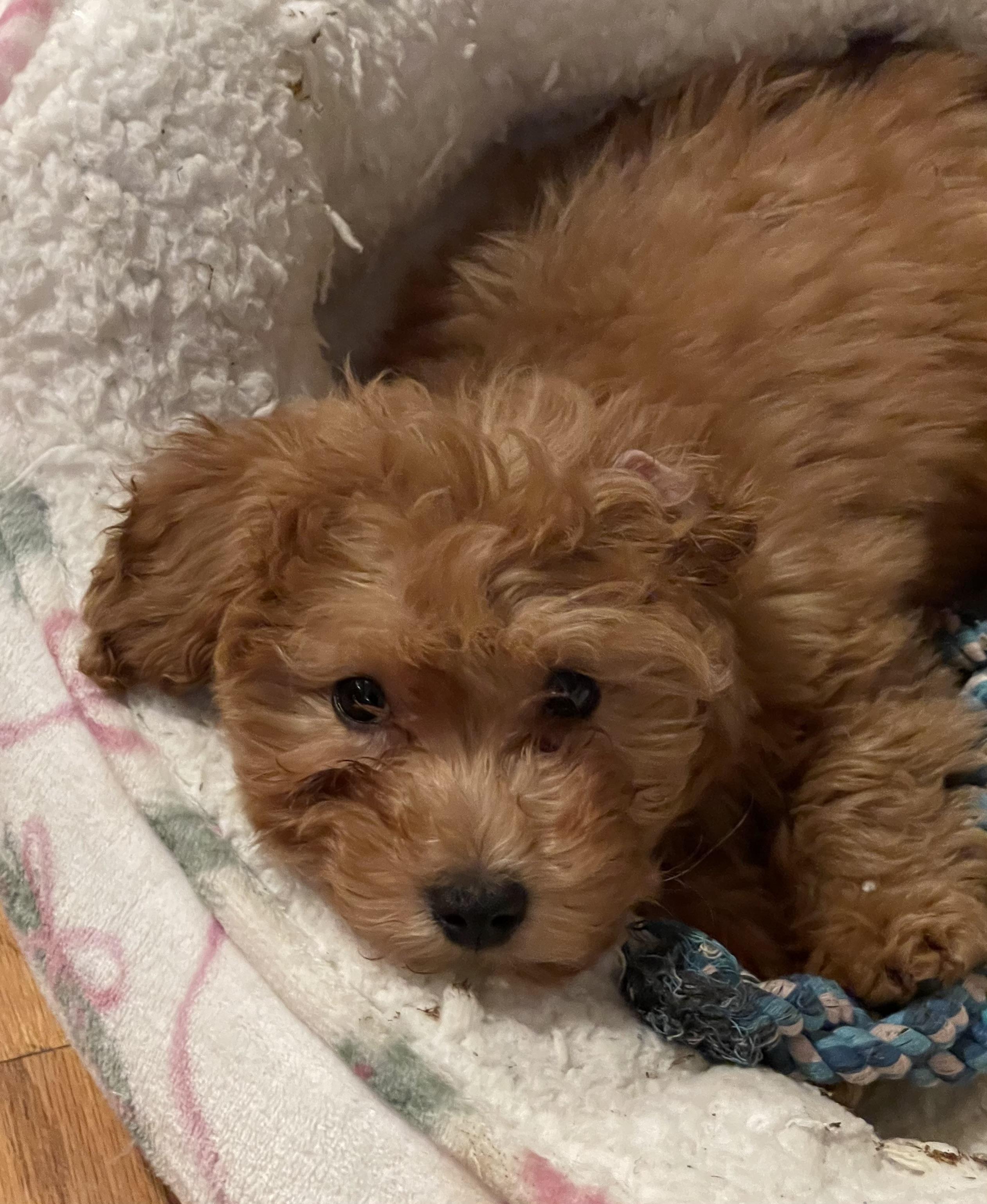 Enlarge Twix, an adopted mixed breed in Overland Park, KS image 2/3