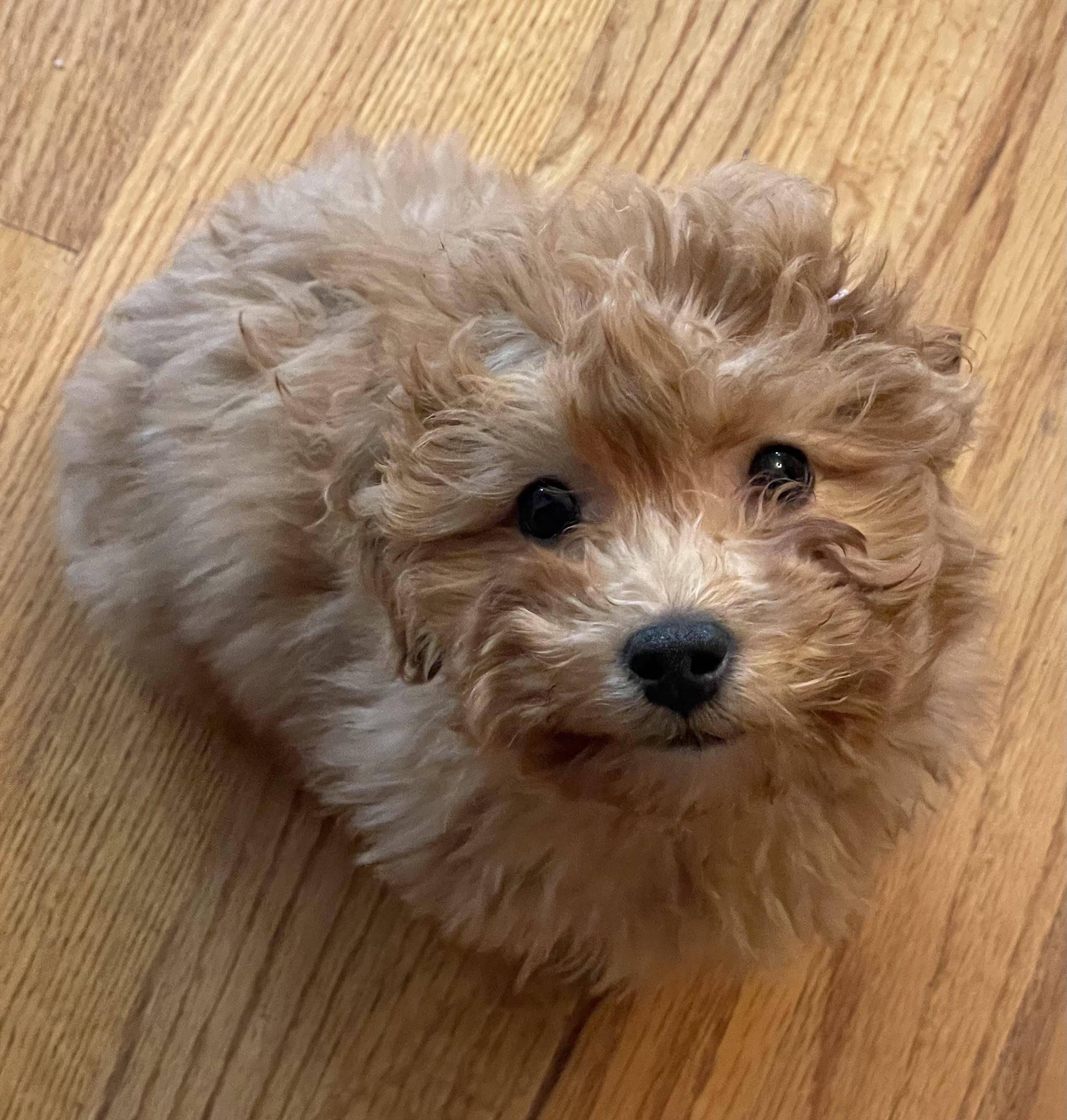 Enlarge Twix, an adopted mixed breed in Overland Park, KS image 3/3