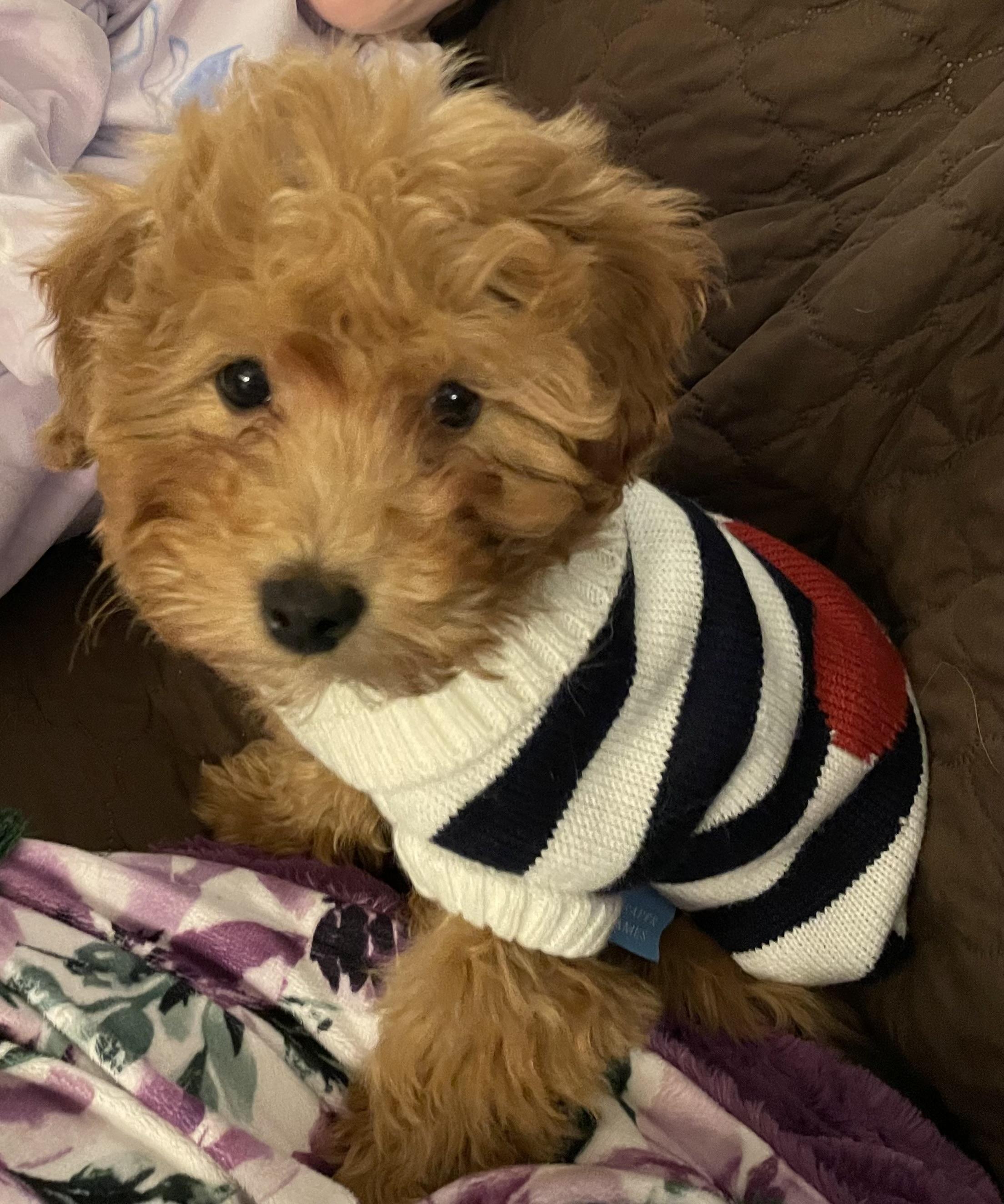 Enlarge Twix, an adopted mixed breed in Overland Park, KS image 1/3