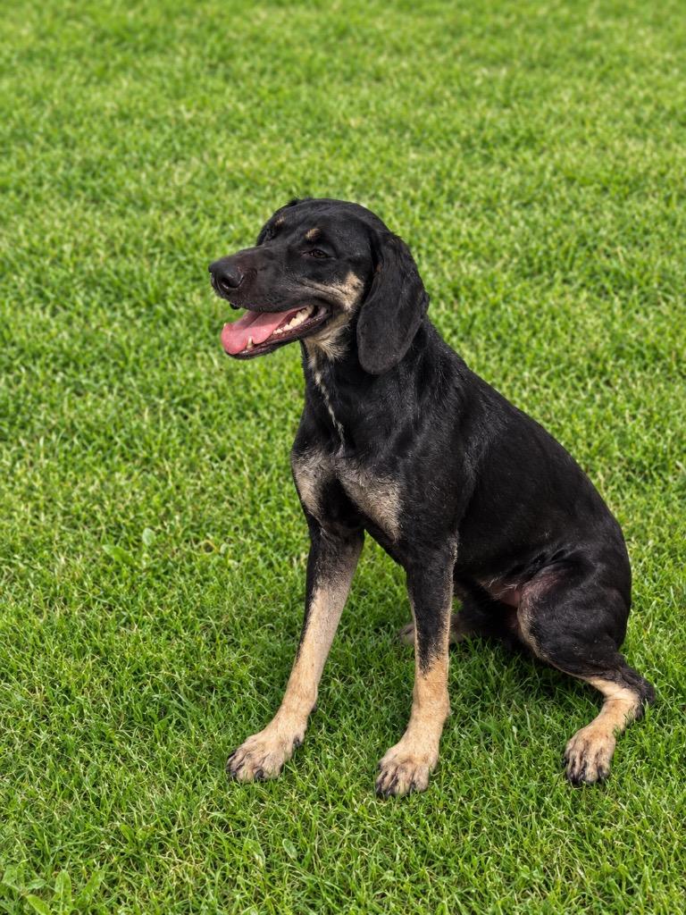 Butterfly, Adoptable, Young Female Terrier.