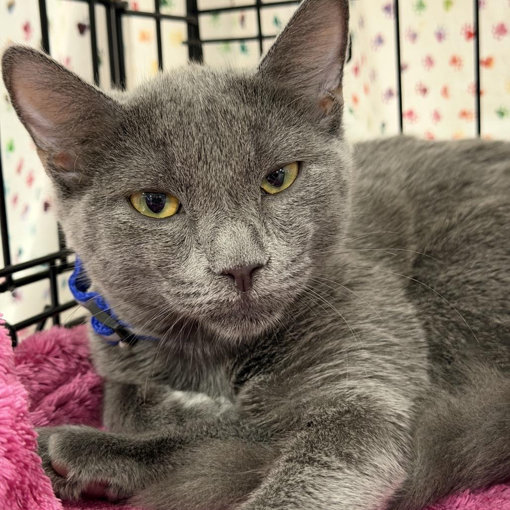 Enlarge Cinder, a Adoptable Domestic Short Hair in Durham, NC image 1/4