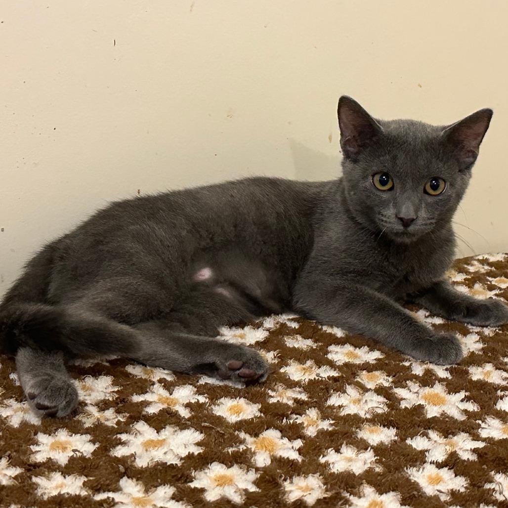 Enlarge Cinder, a Adoptable Domestic Short Hair in Durham, NC image 2/4