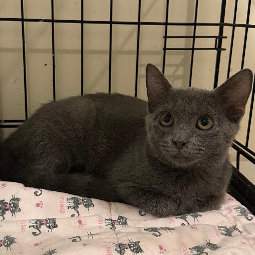Enlarge Cinder, a Adoptable Domestic Short Hair in Durham, NC image 3/4