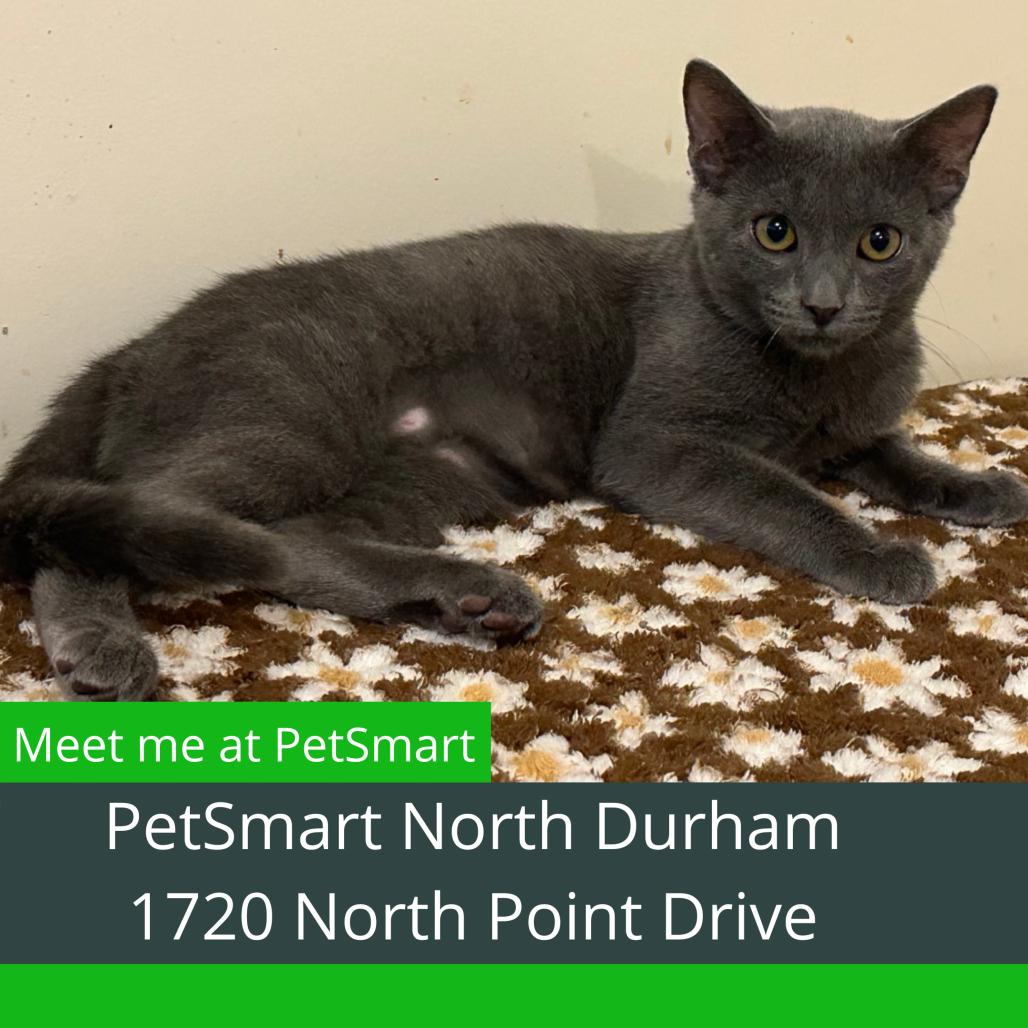 Enlarge Cinder, a Adoptable Domestic Short Hair in Durham, NC image 4/4
