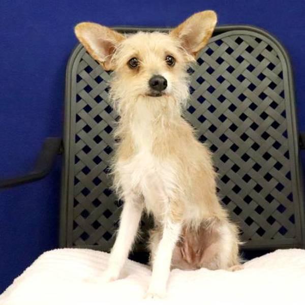 Enlarge Margo, a Adoptable mixed breed in Fort Davis, TX image 2/2