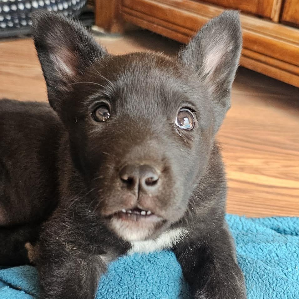 Judy — thumbnail 4