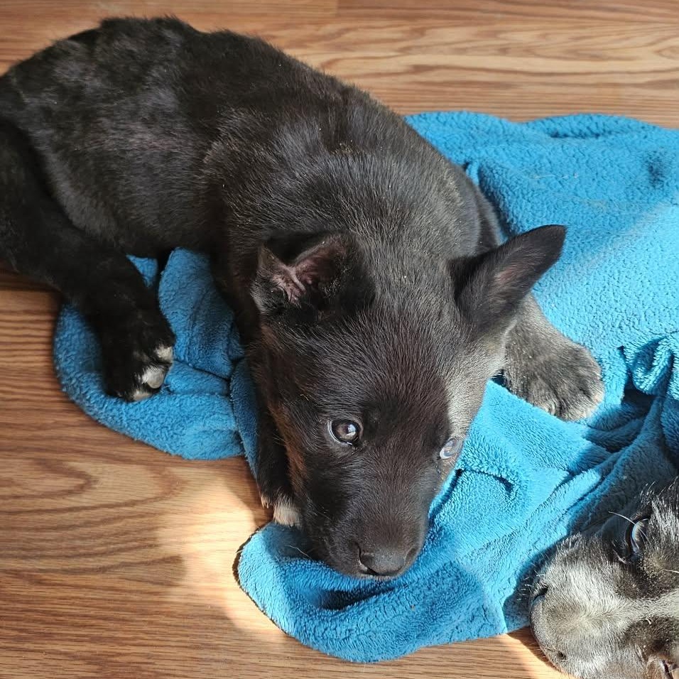 Judy — thumbnail 5