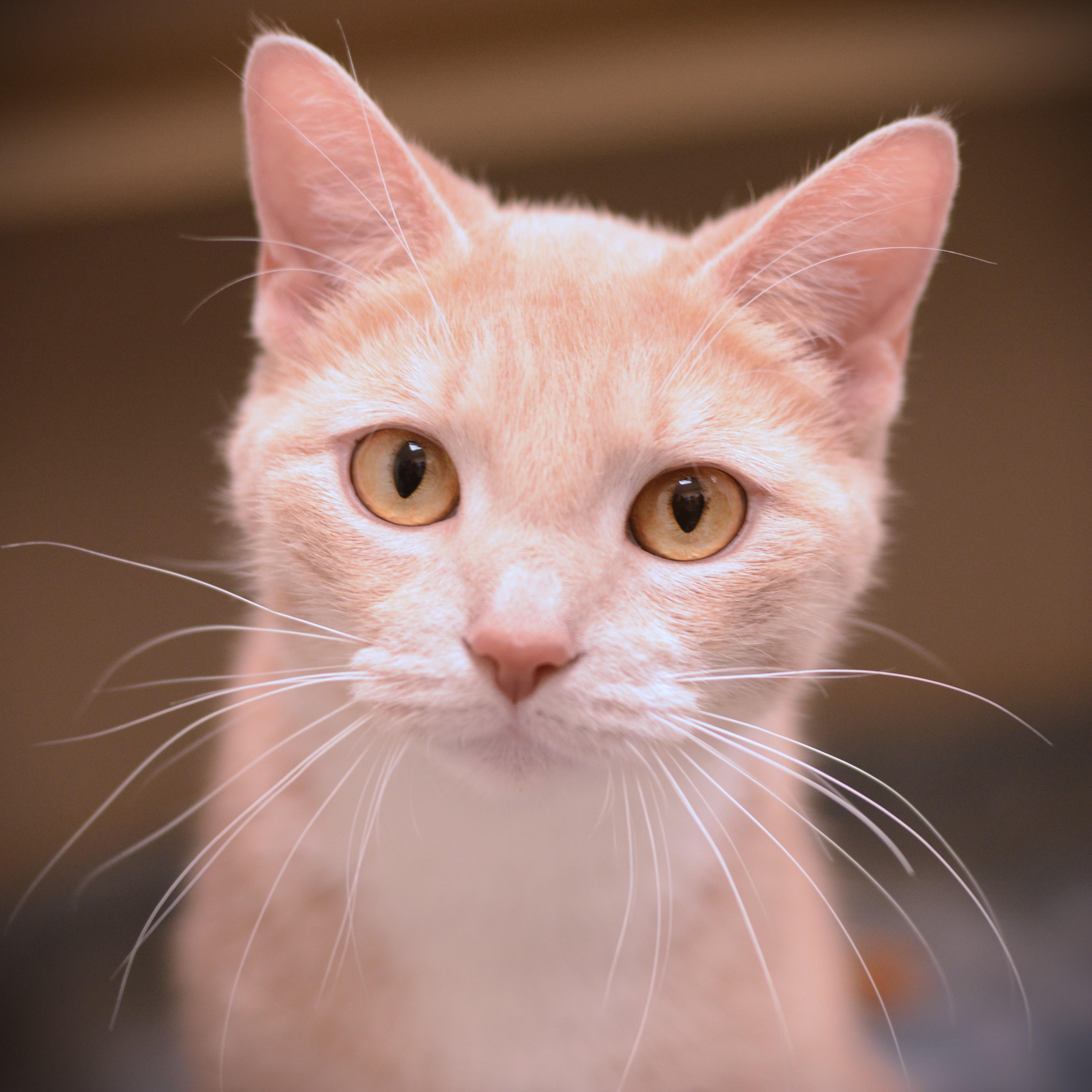 Enlarge Peaches, an adoptable Domestic Short Hair in Amsterdam, NY image 1/1