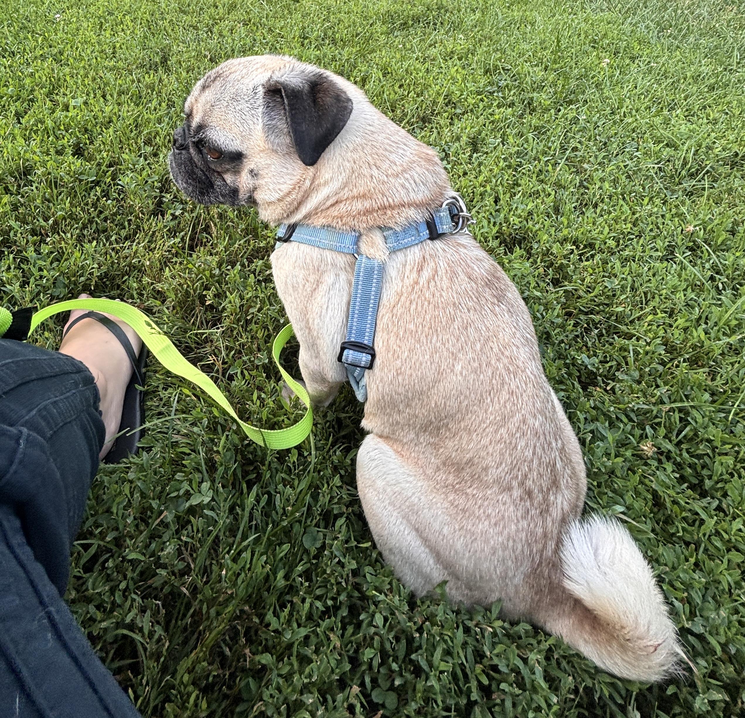 Bug, an adopted Pug in Brooklyn, NY image 6/6