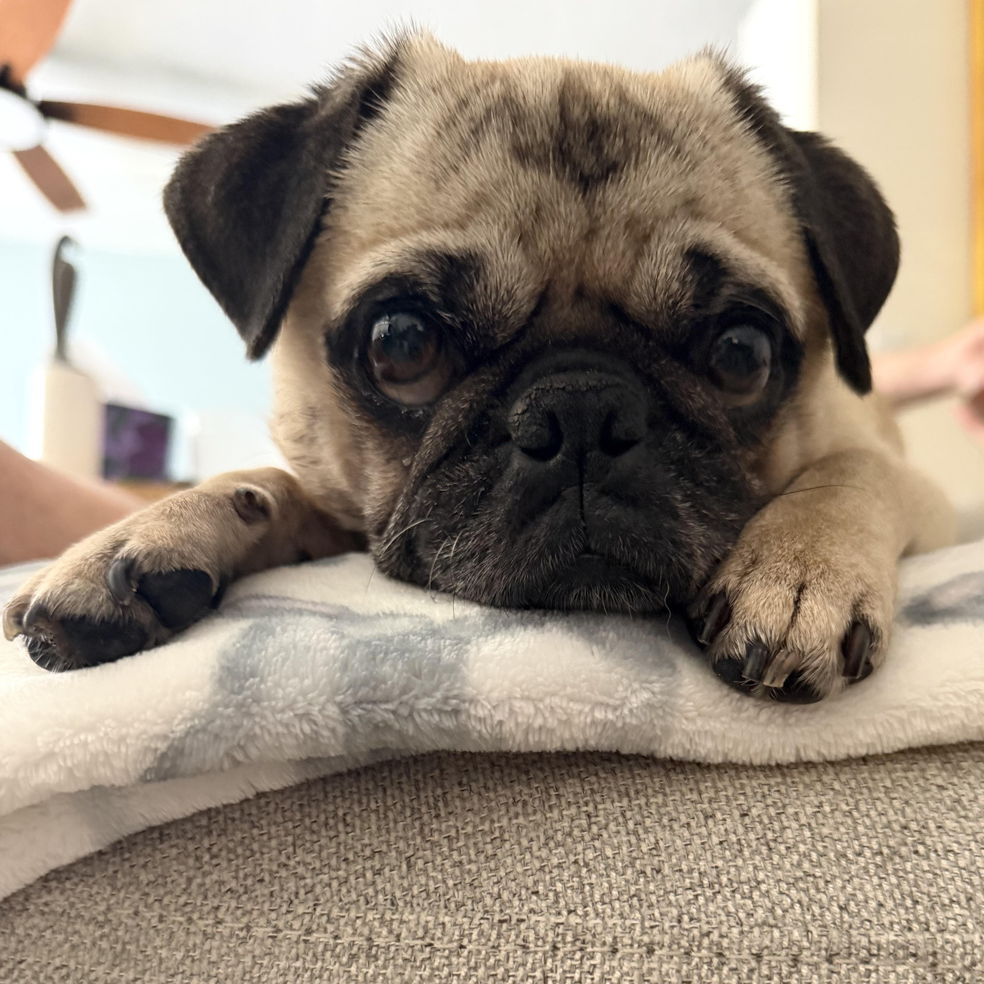 Bug, an adopted Pug in Brooklyn, NY image 3/6