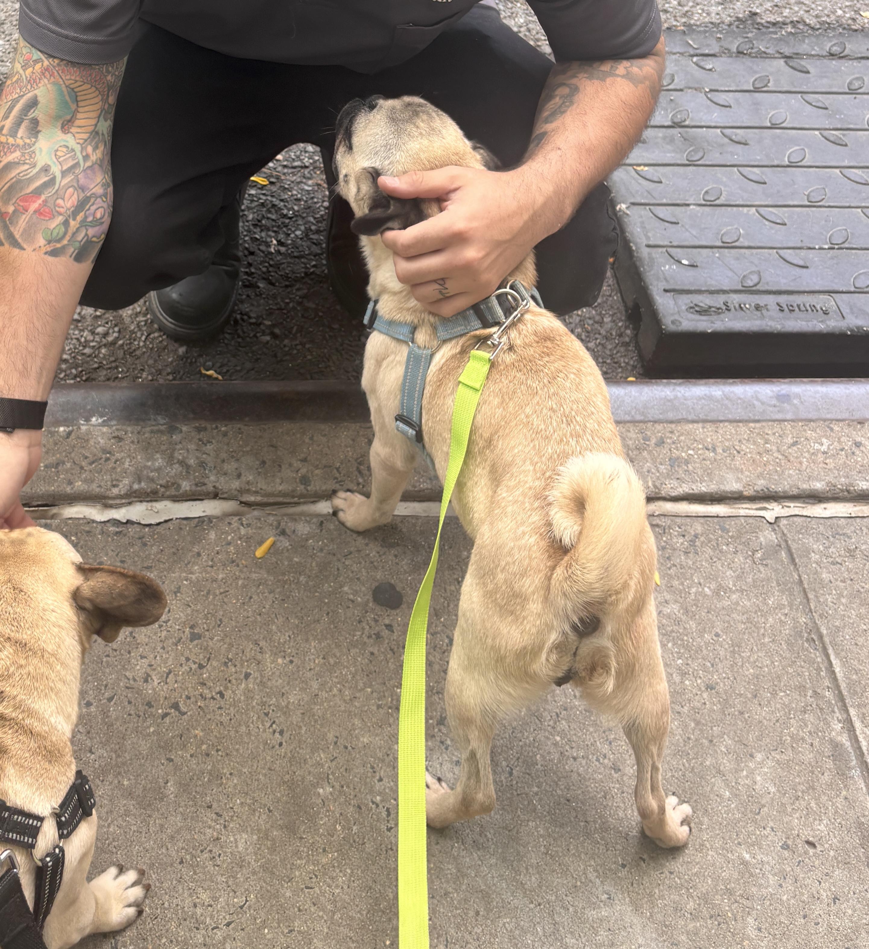 Bug, an adopted Pug in Brooklyn, NY image 4/6