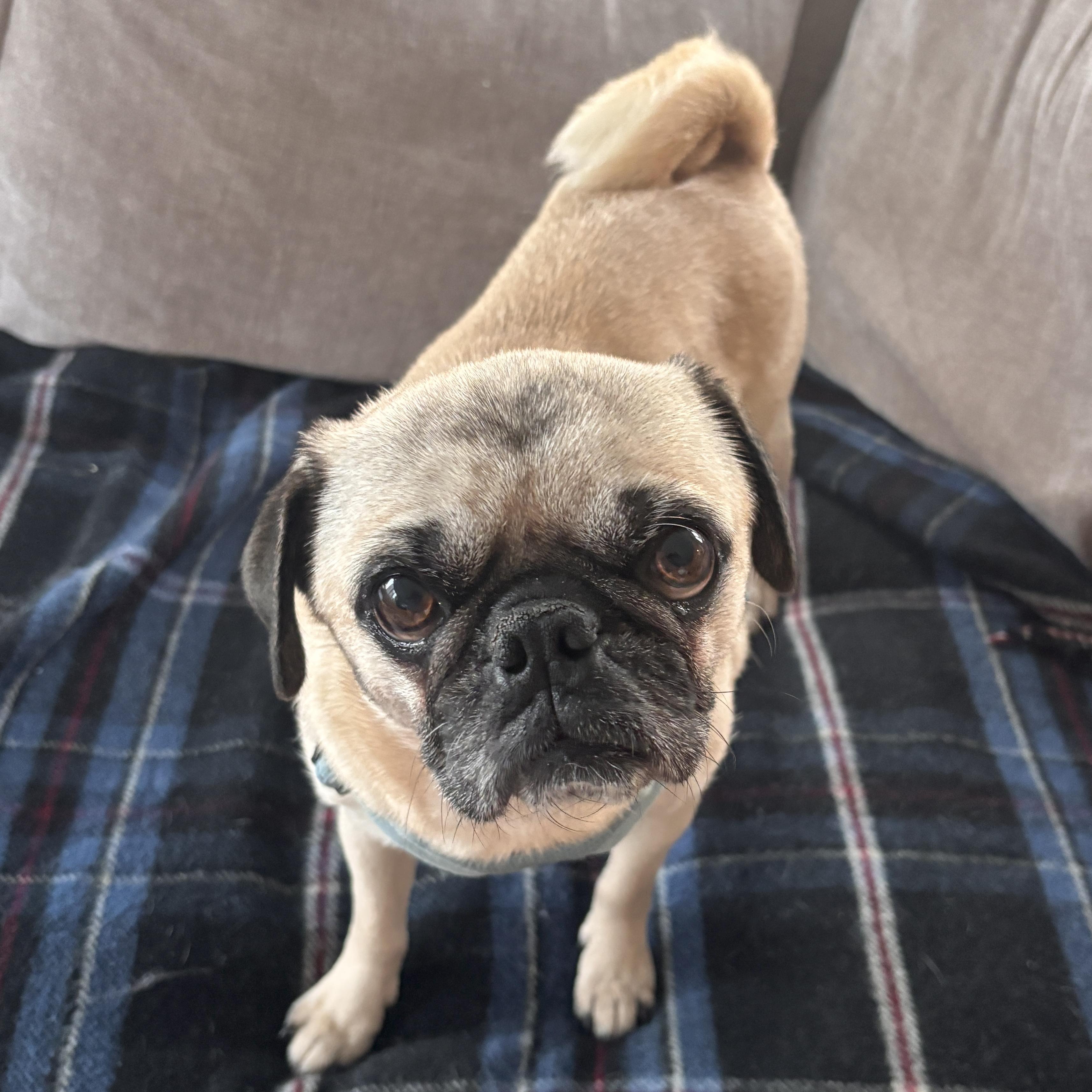 Bug, an adopted Pug in Brooklyn, NY image 1/6