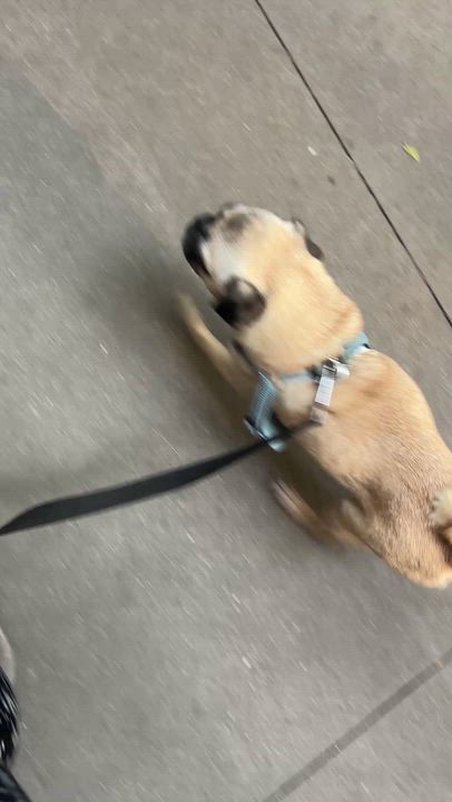 Enlarge Bug, an adopted Pug in Brooklyn, NY video 5/6