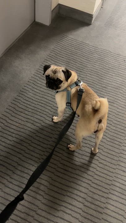 Enlarge Bug, an adopted Pug in Brooklyn, NY video 2/6
