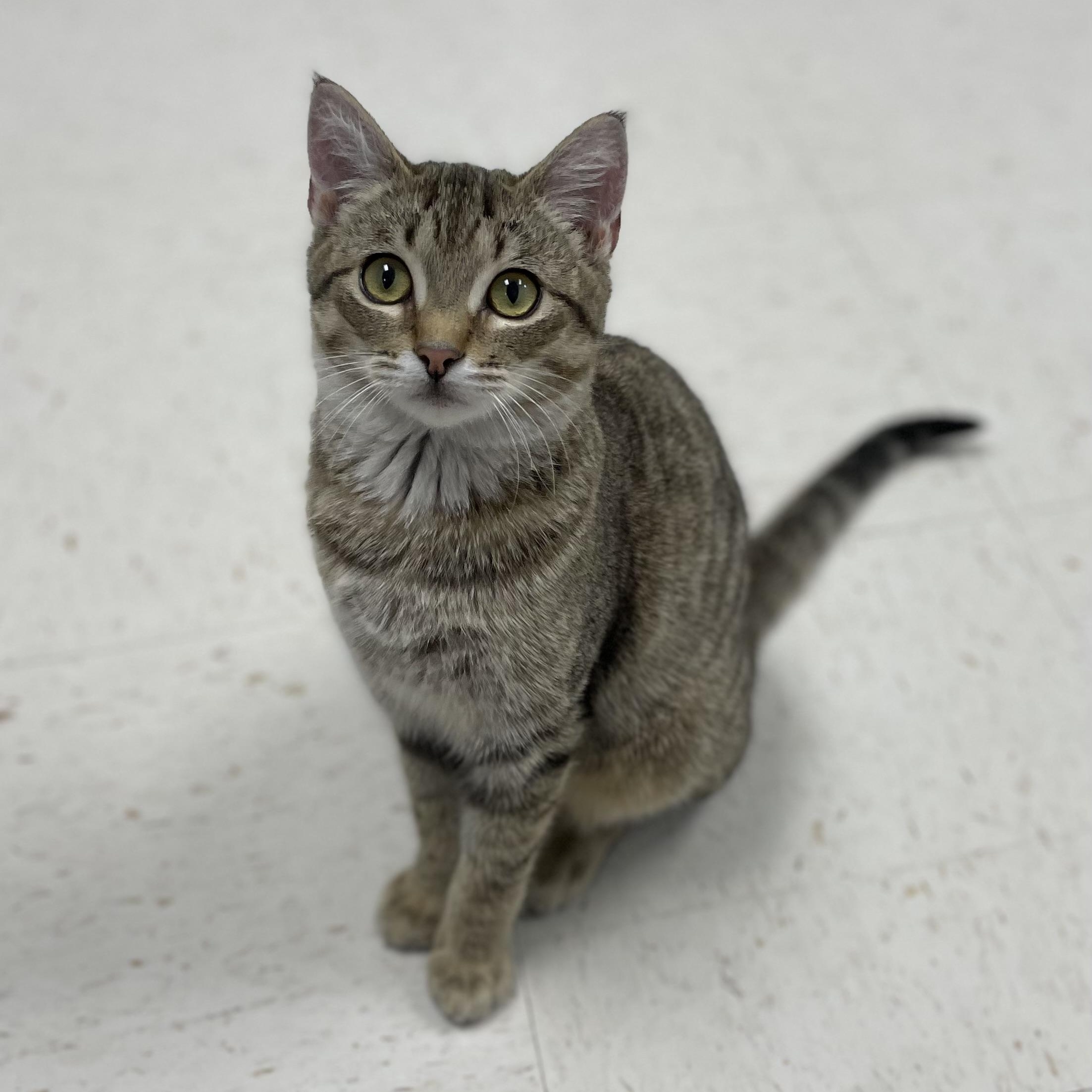 Diesel, Adoptable, Young Male Domestic Short Hair & Tabby.