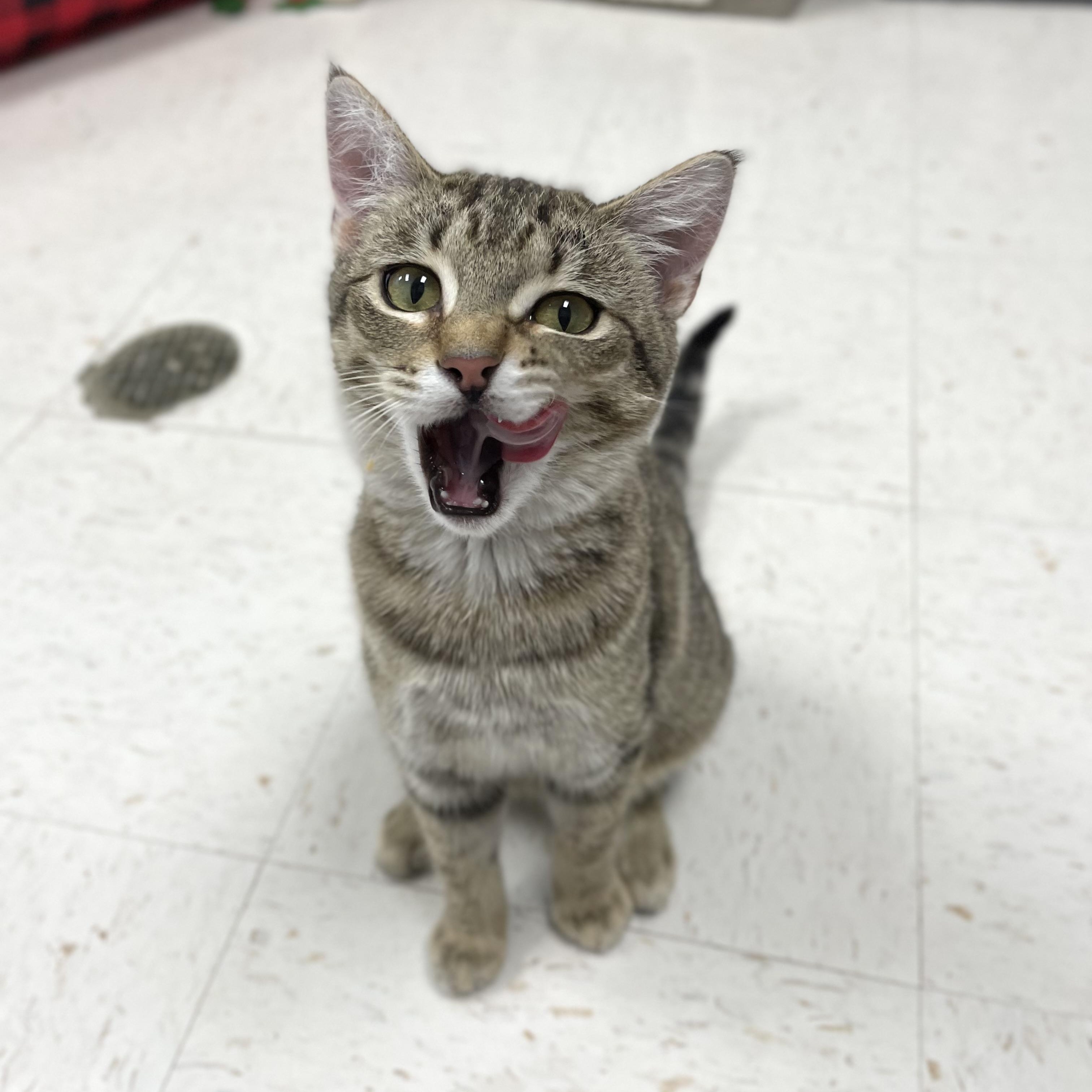 Enlarge Diesel, a Adoptable mixed breed in Hollister, CA image 3/6