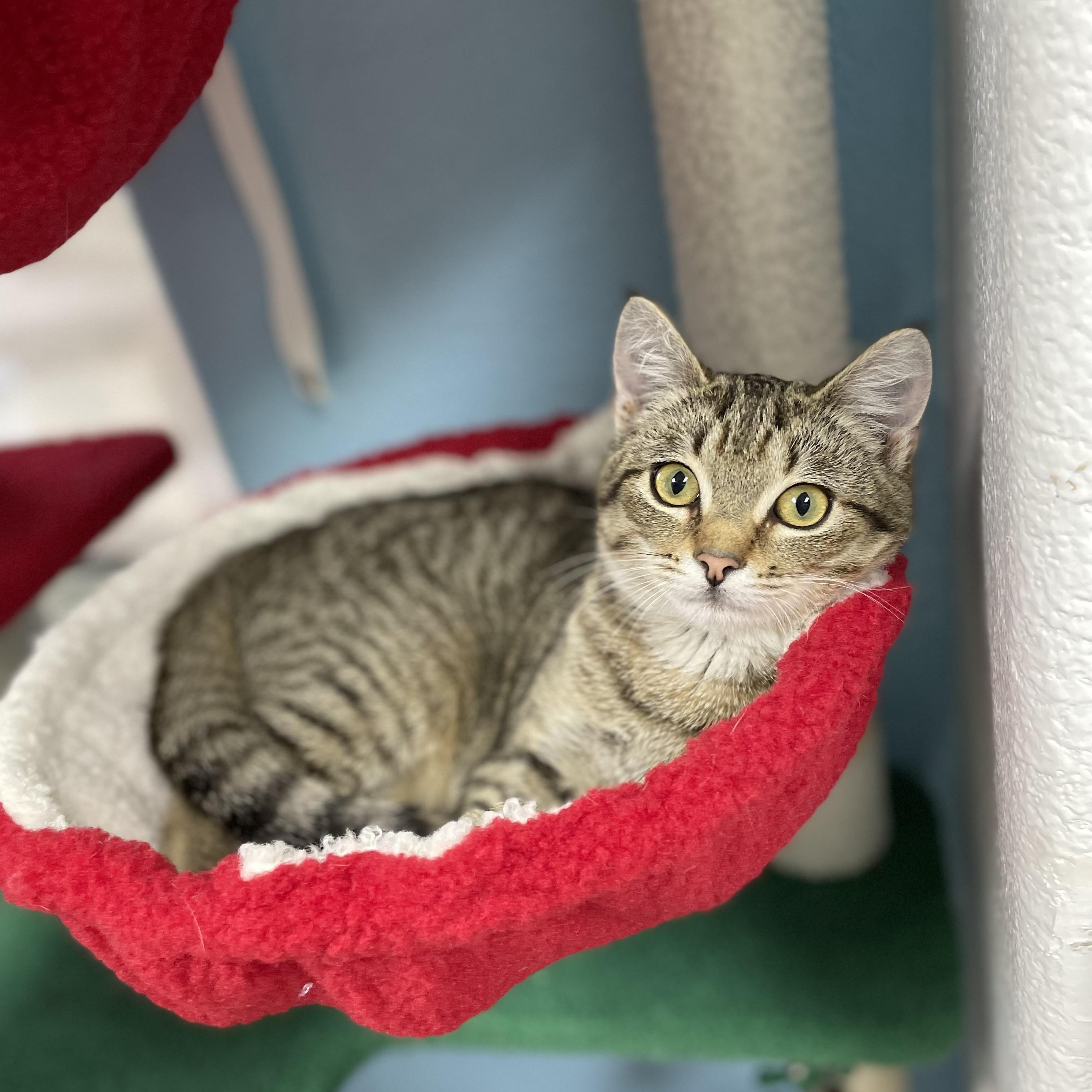 Enlarge Diesel, a Adoptable mixed breed in Hollister, CA image 5/6