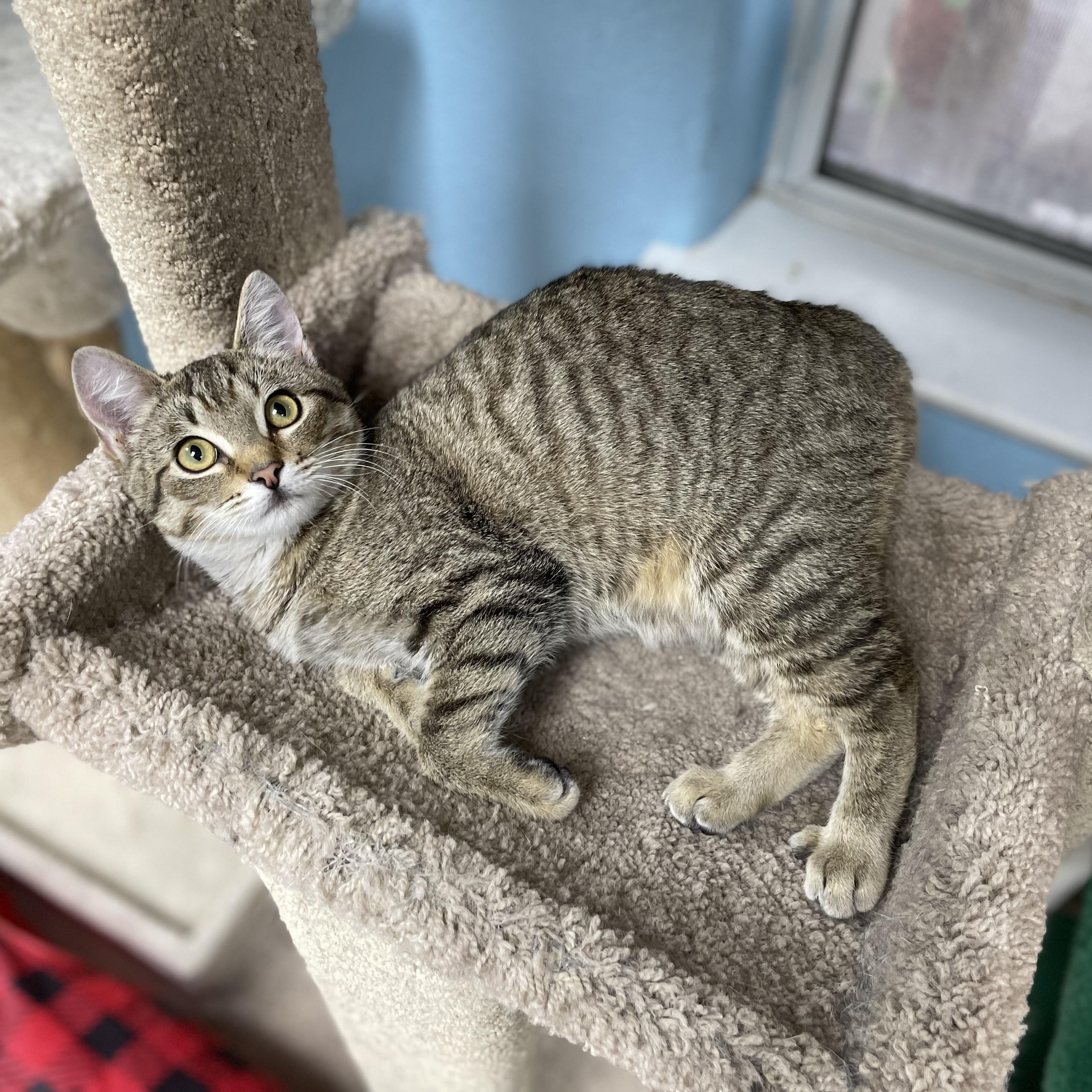 Enlarge Diesel, a Adoptable mixed breed in Hollister, CA image 2/6