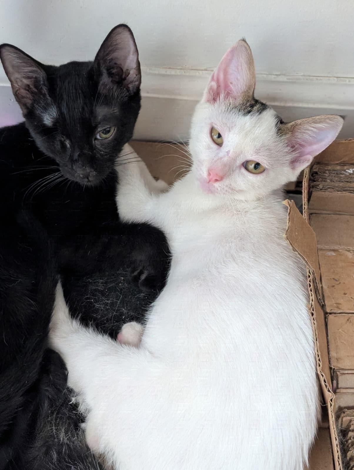 Enlarge Melody (Bonded with Zephyr), a Adoptable Domestic Short Hair in Honolulu, HI image 3/6