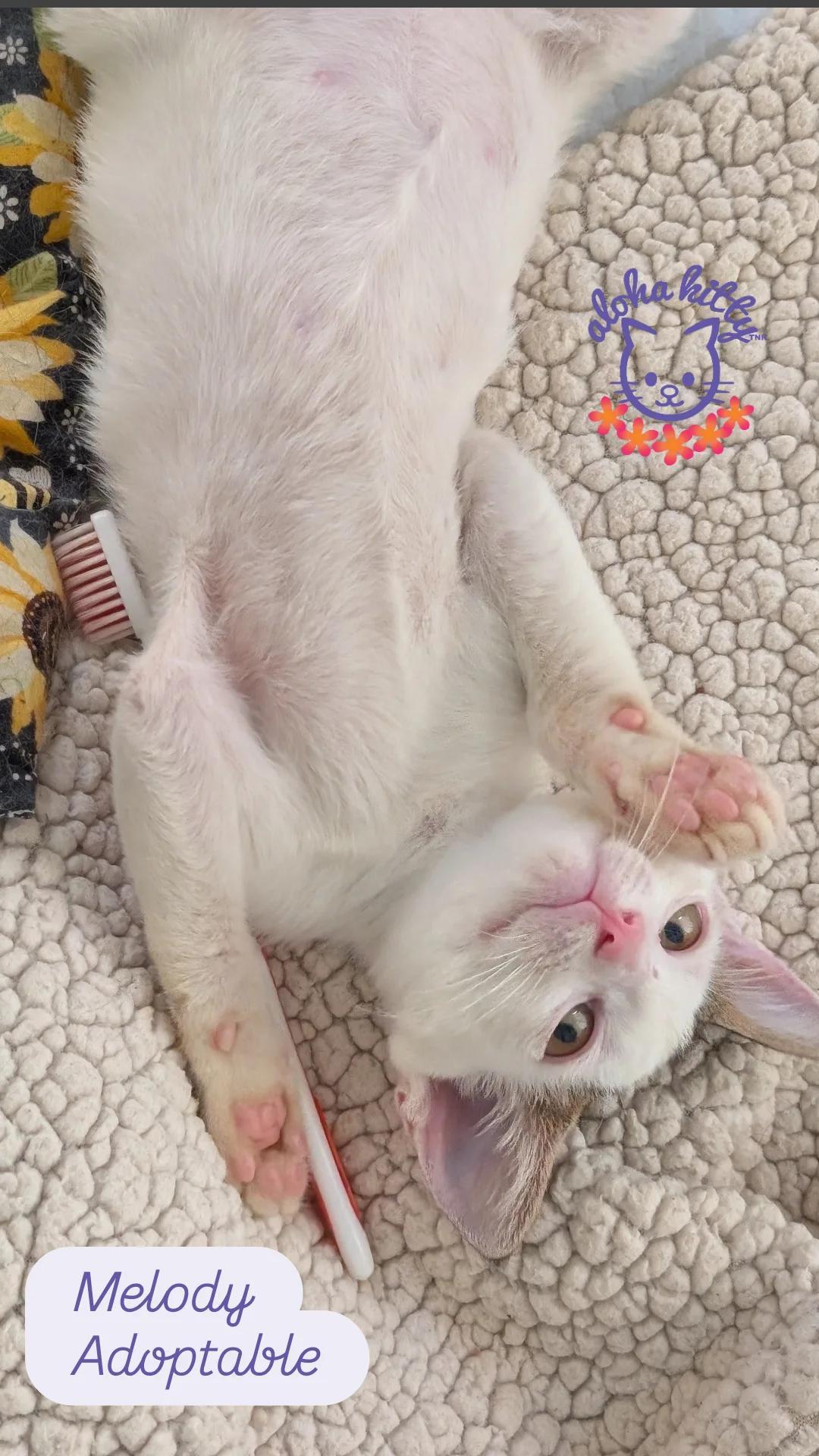 Melody (Bonded with Zephyr), Adoptable, Kitten Female Domestic Short Hair.