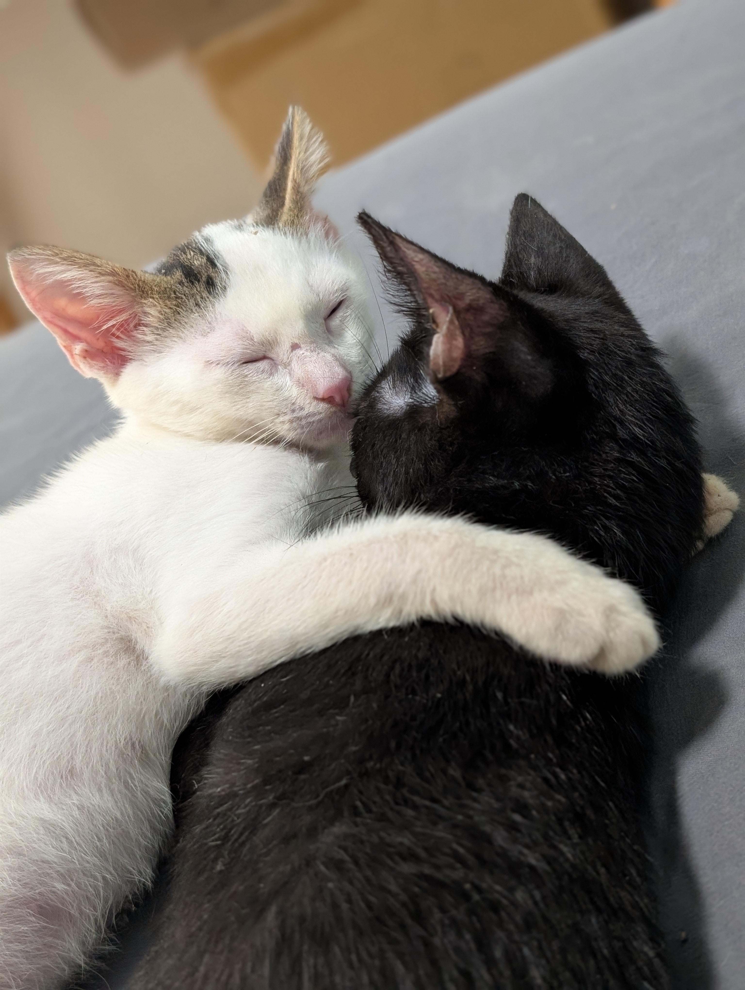 Enlarge Melody (Bonded with Zephyr), a Adoptable Domestic Short Hair in Honolulu, HI image 6/6