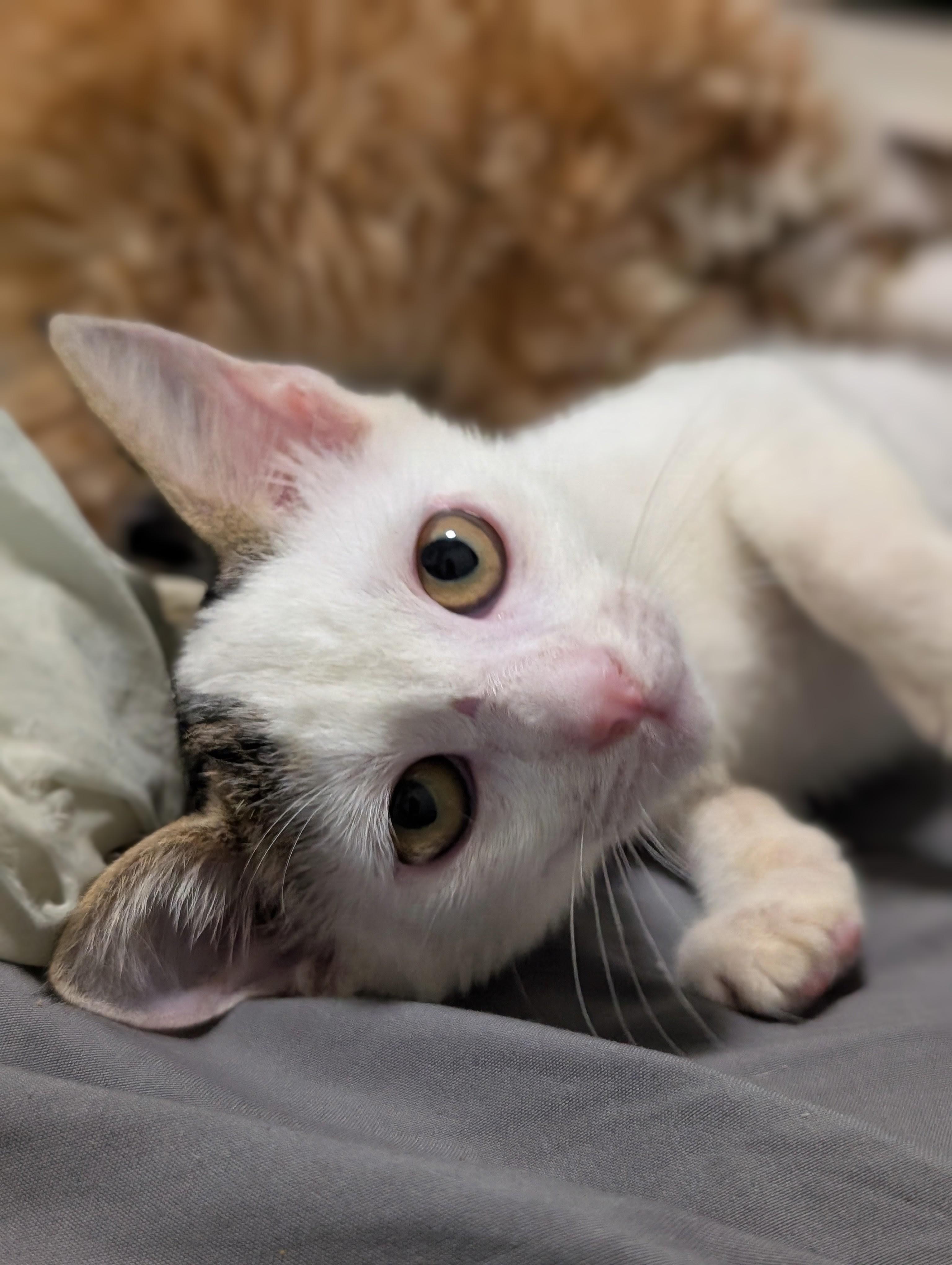 Enlarge Melody (Bonded with Zephyr), a Adoptable Domestic Short Hair in Honolulu, HI image 5/6