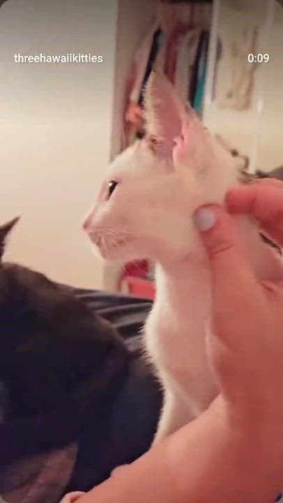 Enlarge Melody (Bonded with Zephyr), a Adoptable Domestic Short Hair in Honolulu, HI video 2/6
