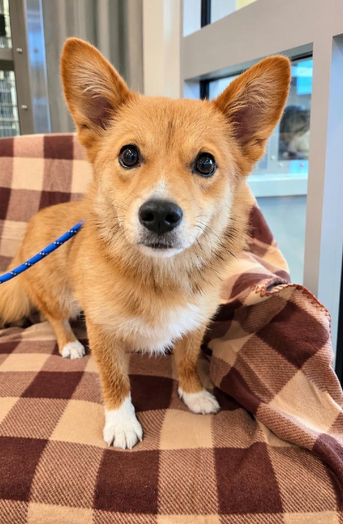 Shelby Yrly 393, Adoptable, Young Female Corgi.