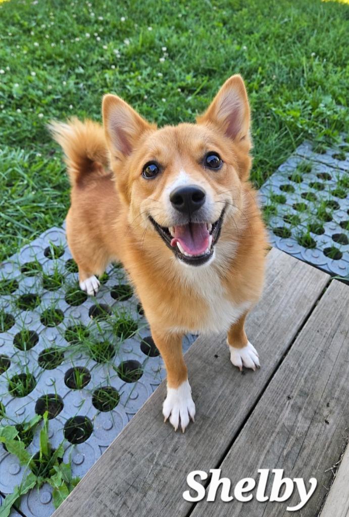 Enlarge Shelby Yrly 393, a Adoptable Corgi in Sidney, OH image 2/4