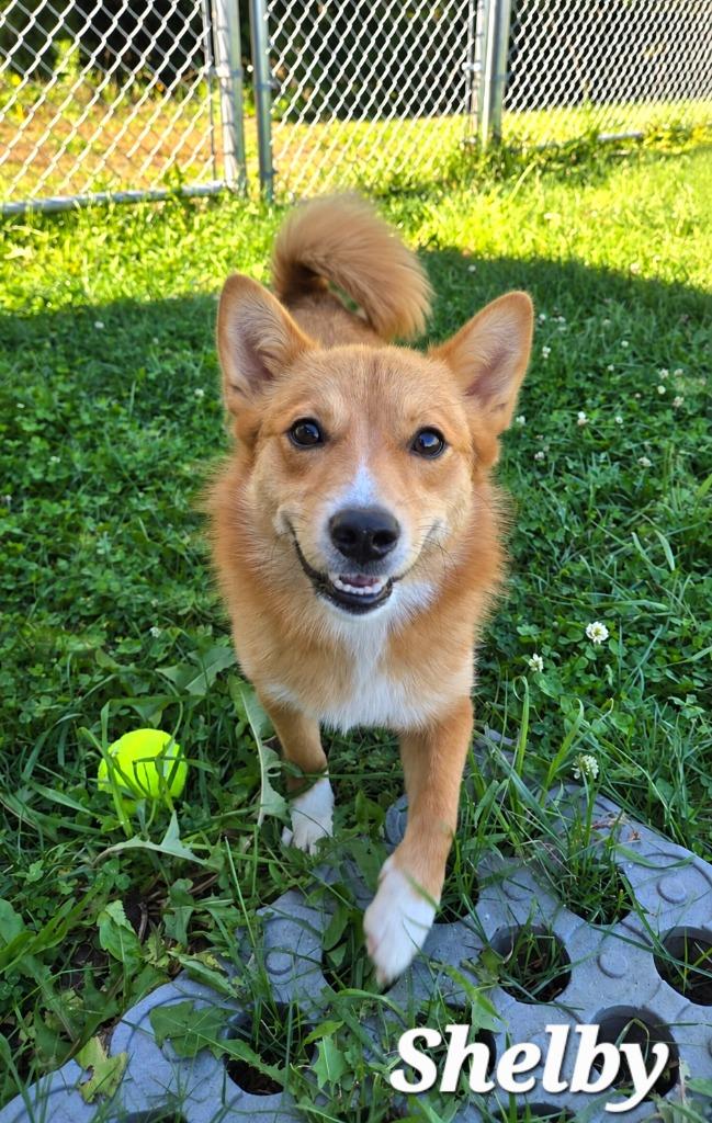 Enlarge Shelby Yrly 393, a Adoptable Corgi in Sidney, OH image 3/4
