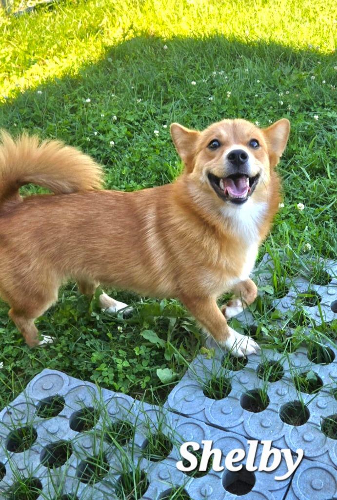 Enlarge Shelby Yrly 393, a Adoptable Corgi in Sidney, OH image 4/4