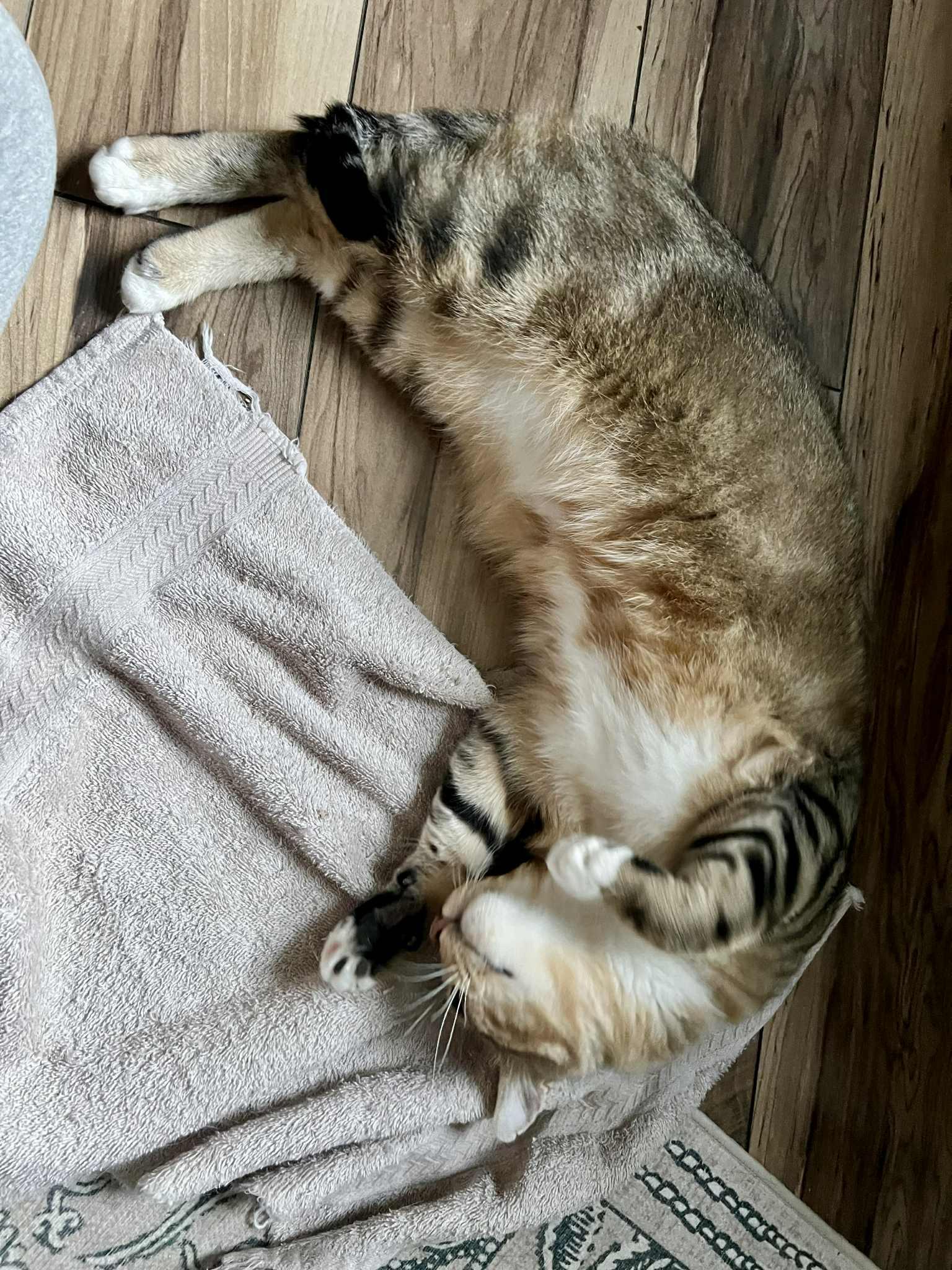 Giorgio, a Adoptable Domestic Short Hair in Milwaukee, WI image 2/6