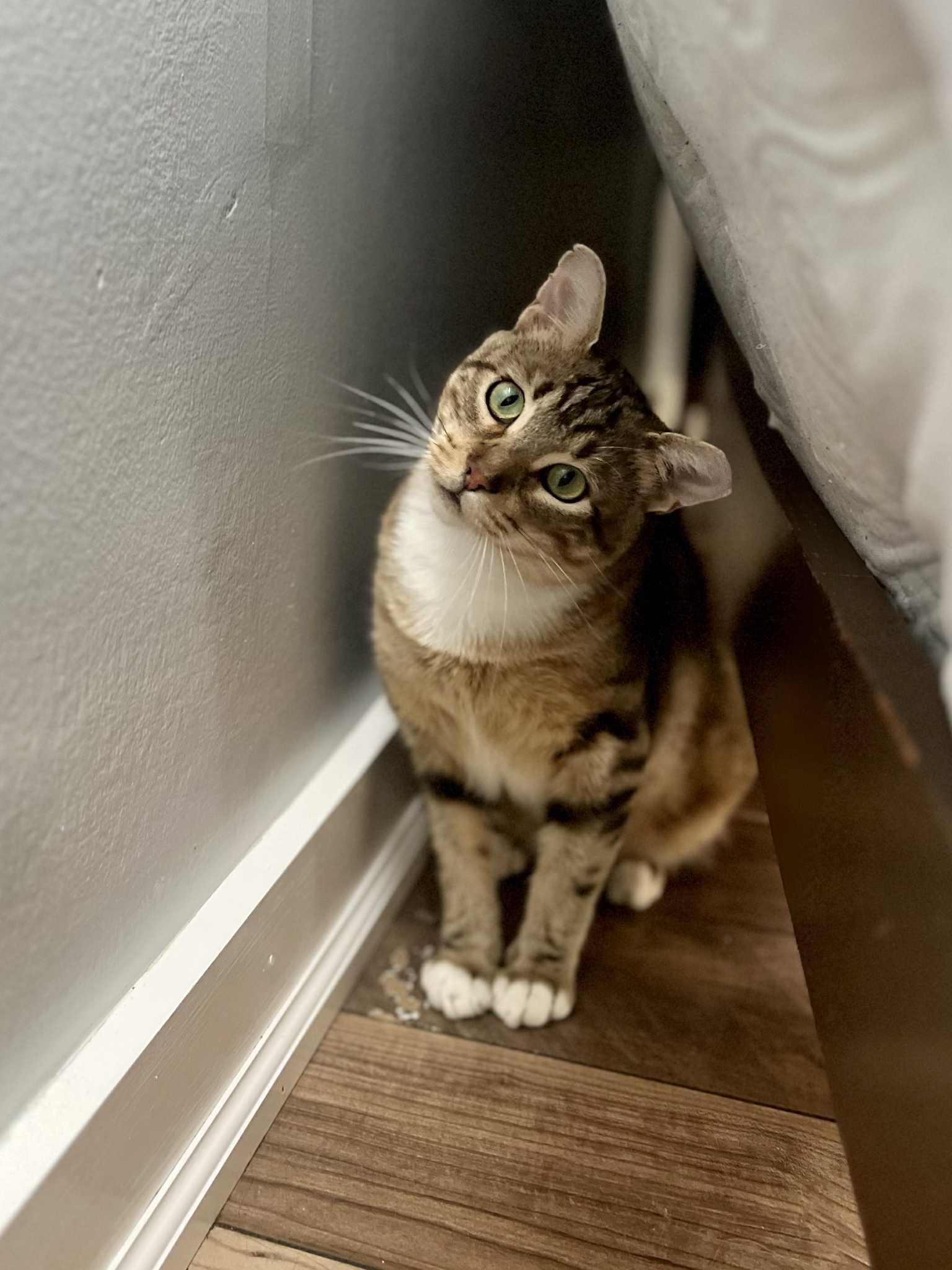 Giorgio, a Adoptable Domestic Short Hair in Milwaukee, WI image 3/6