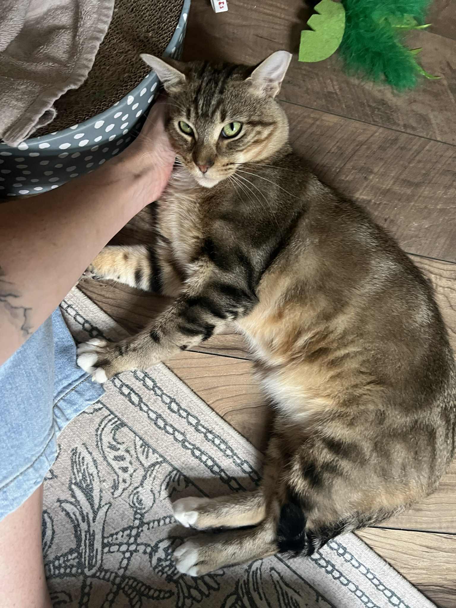 Giorgio, a Adoptable Domestic Short Hair in Milwaukee, WI image 4/6