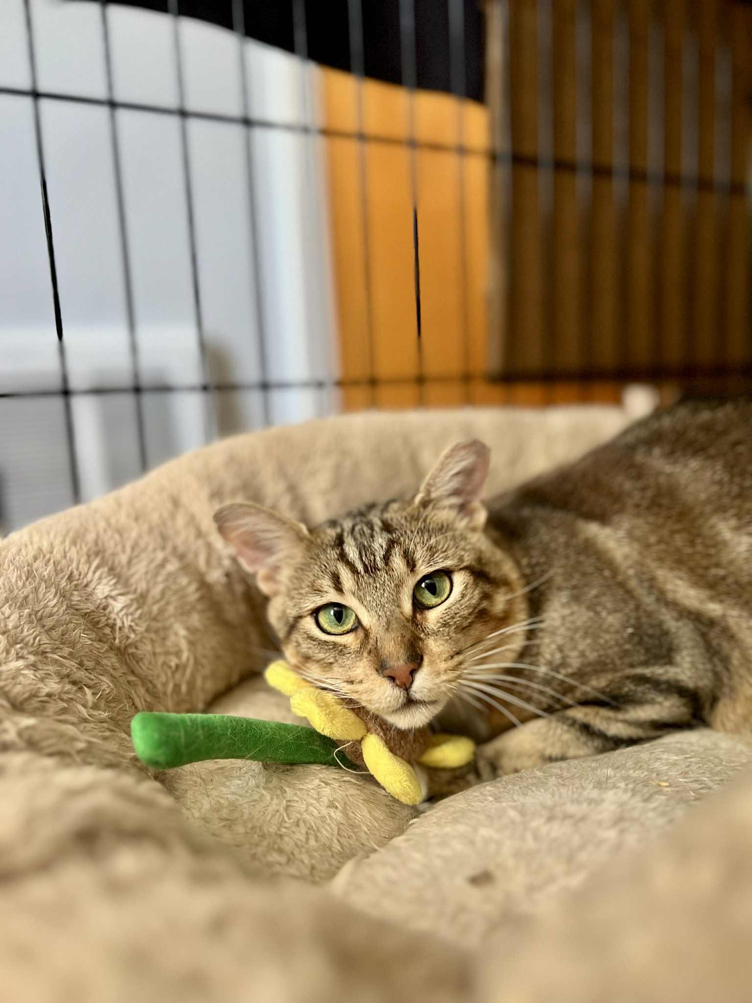 Giorgio, a Adoptable Domestic Short Hair in Milwaukee, WI image 5/6