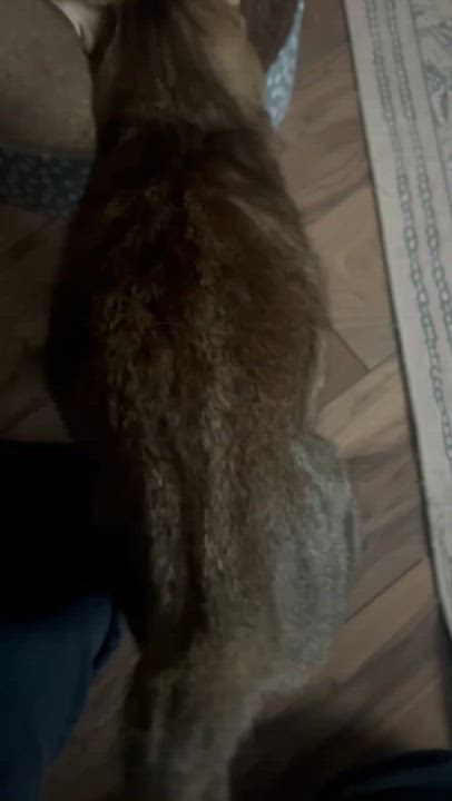 Enlarge Giorgio, a Adoptable Domestic Short Hair in Milwaukee, WI video 6/6