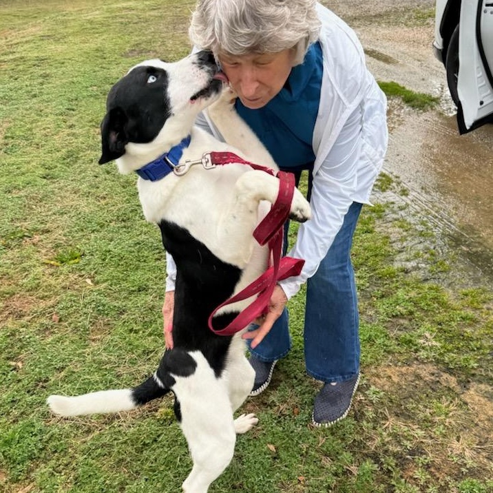 Enlarge George, a Adopted American Foxhound in Fayette, AL image 1/4