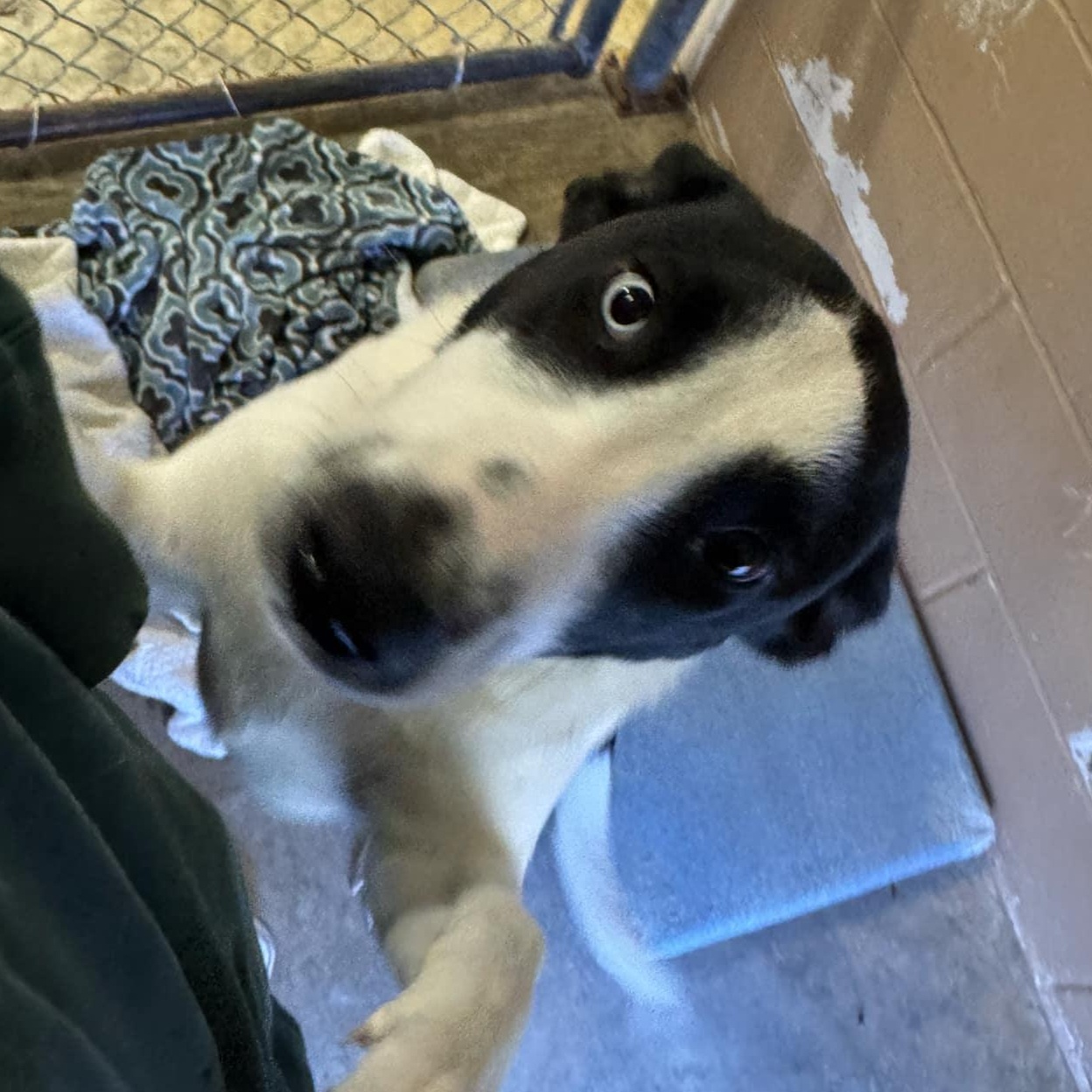 Enlarge George, a Adopted American Foxhound in Fayette, AL image 3/4