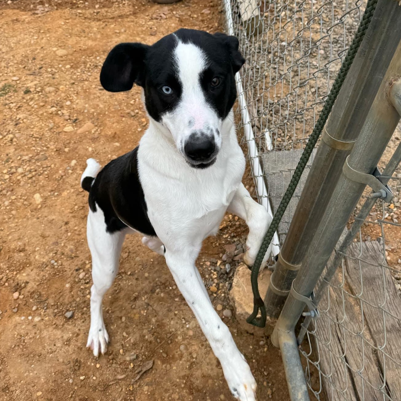 Enlarge George, a Adopted American Foxhound in Fayette, AL image 2/4
