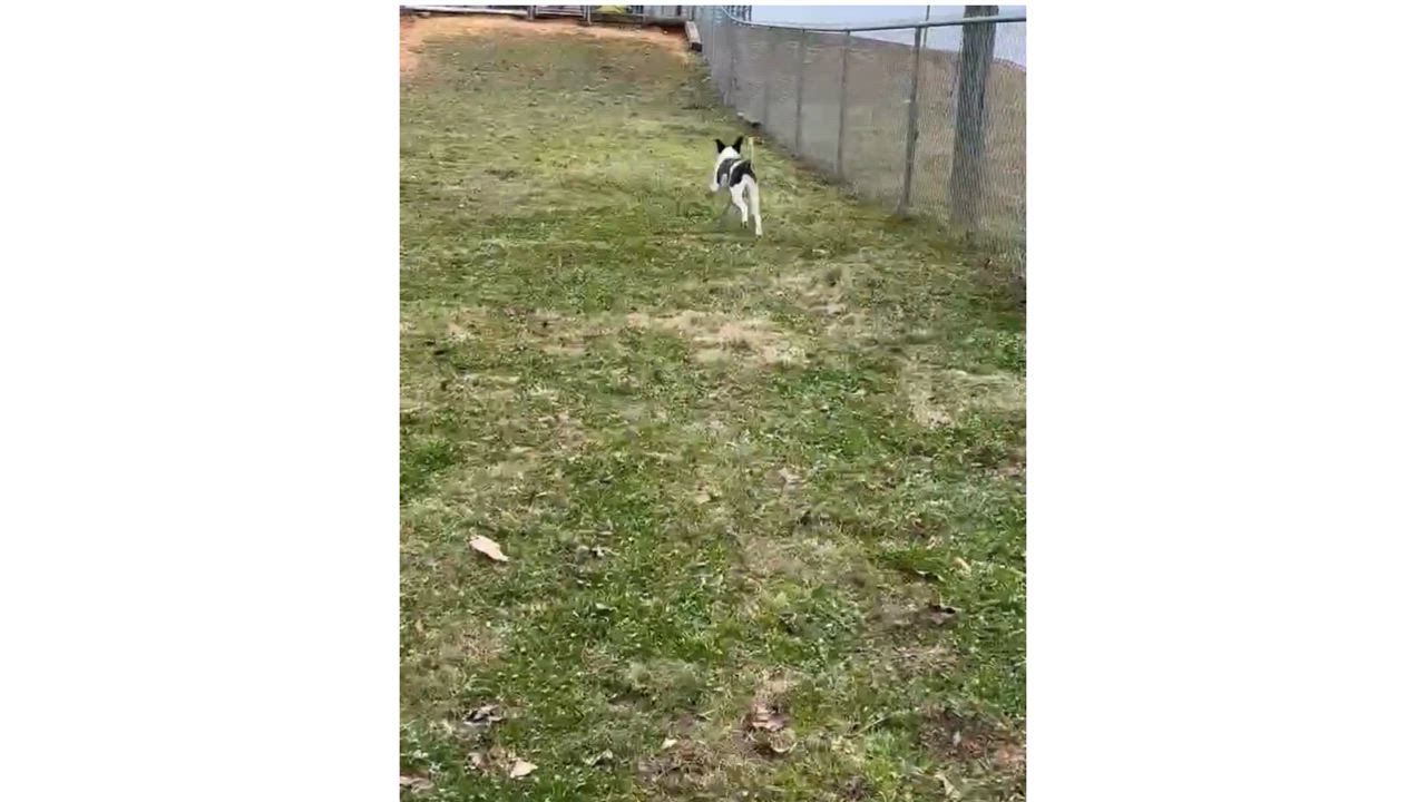 Enlarge George, a Adopted American Foxhound in Fayette, AL video 4/4