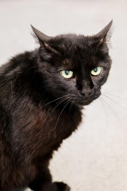 Jewels, Adoptable, Young Female Domestic Medium Hair & Domestic Short Hair.