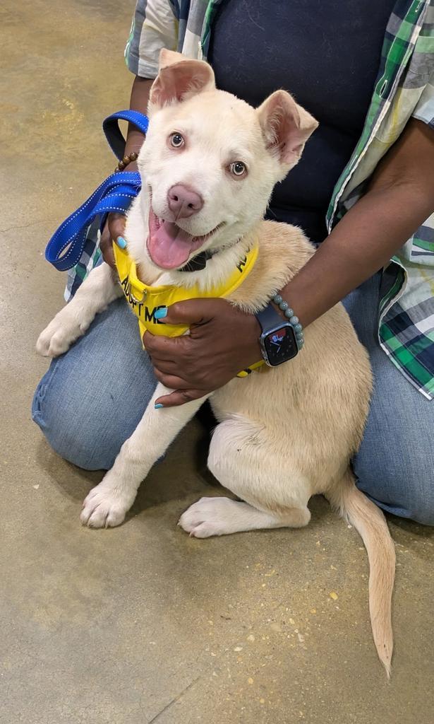 Golden Graham ✅, Adoptable, Puppy Male Mixed Breed.