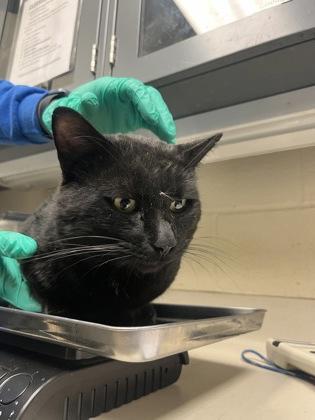 Walrus, Adoptable, Adult Male Domestic Short Hair.