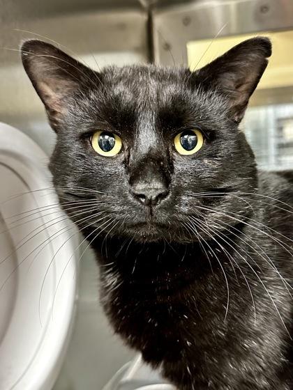 Enlarge Walrus, a Adoptable mixed breed in Wichita, KS image 2/2