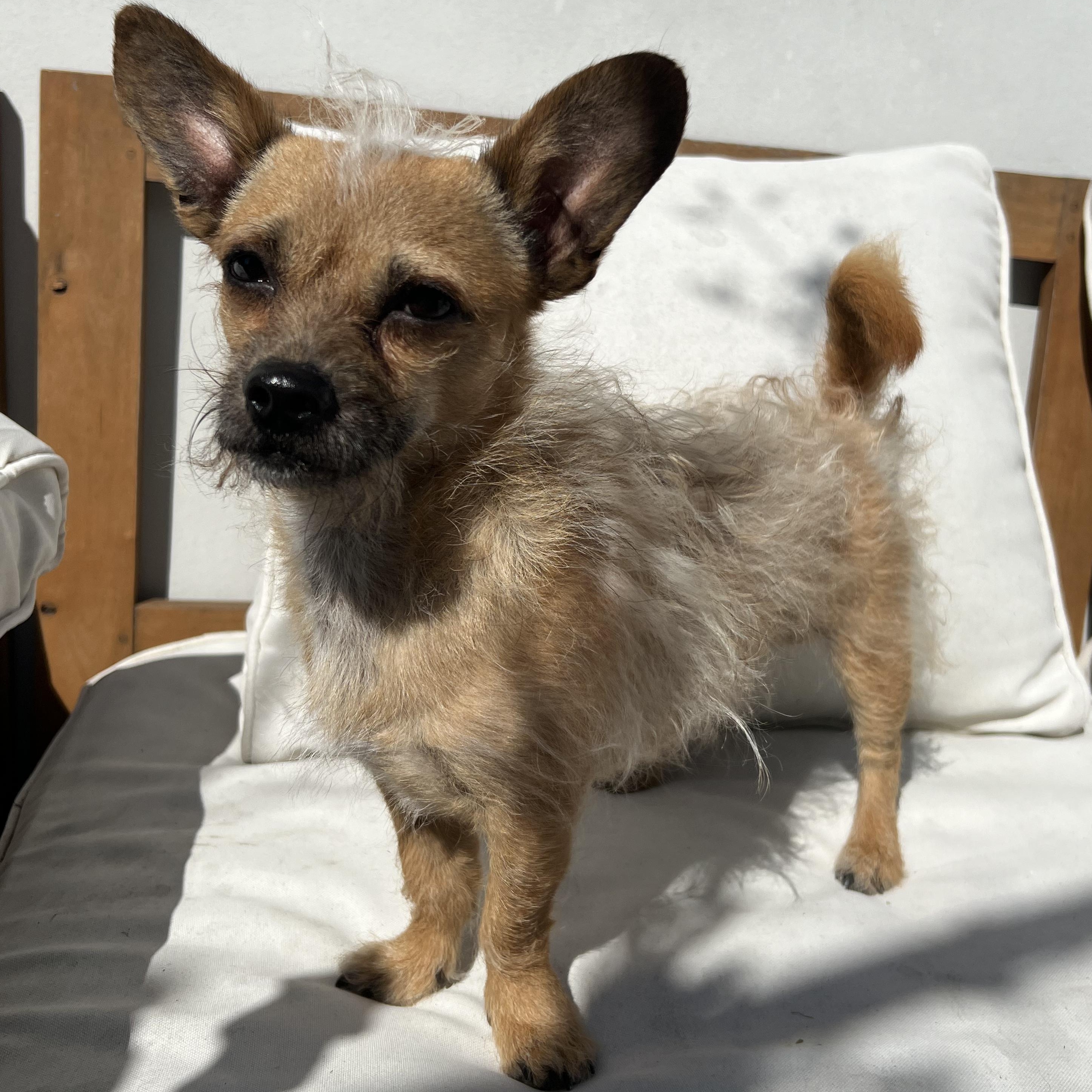 Paz, Adopted, Adult Male Chihuahua.